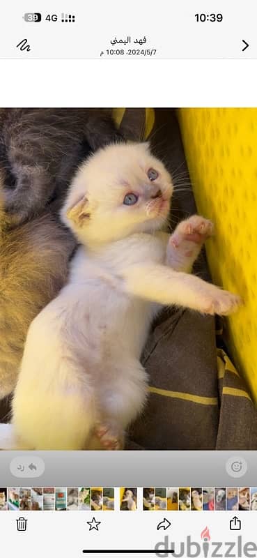 قطه Female Scottish Fold Blue 2