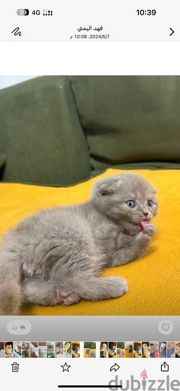 قطه Female Scottish Fold Blue 3