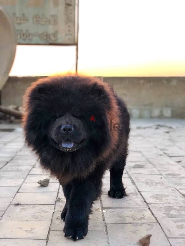 CHOW CHOW | تشاو تشاو 0