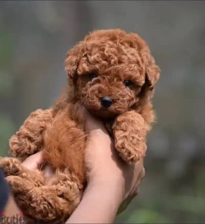 toy poodle dog for sale