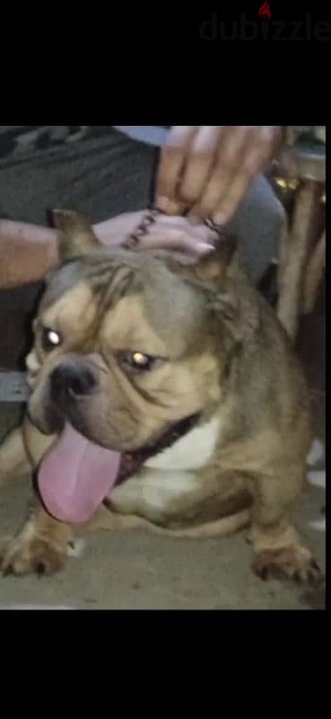 Male American bully for matting 0