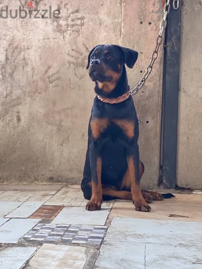 جراويه روت / Rottweiler