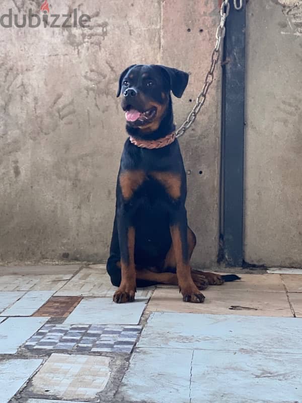 جراويه روت / Rottweiler 1