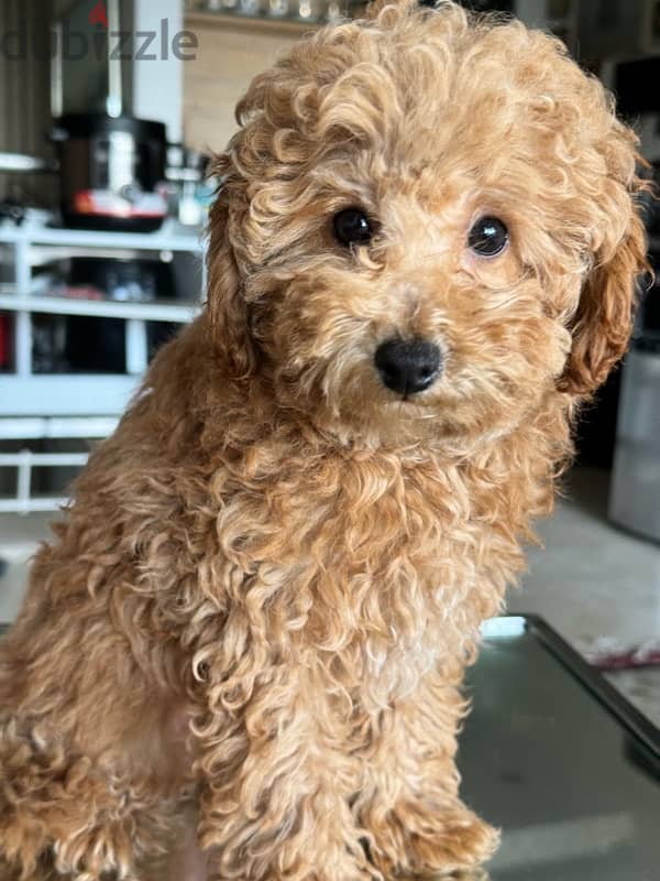 Baby Toy poodle imported parents from Russia 0