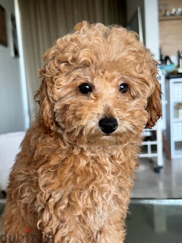 Baby Toy poodle imported parents from Russia 1