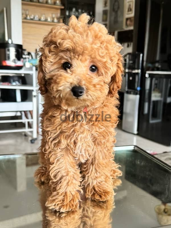 Baby Toy poodle imported parents from Russia 2