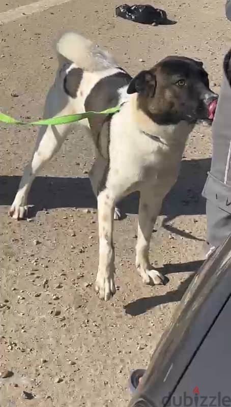 female american akita 0