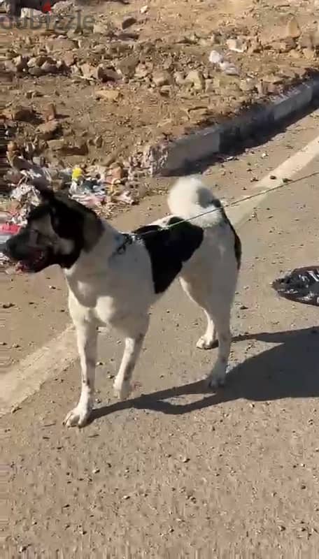 female american akita 1