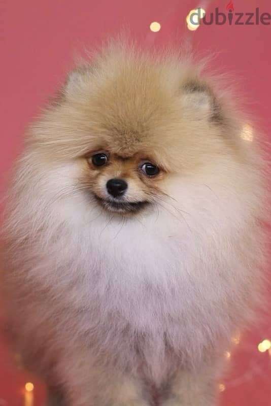 Pomeranian Dog Female For Sale with All Documents 0