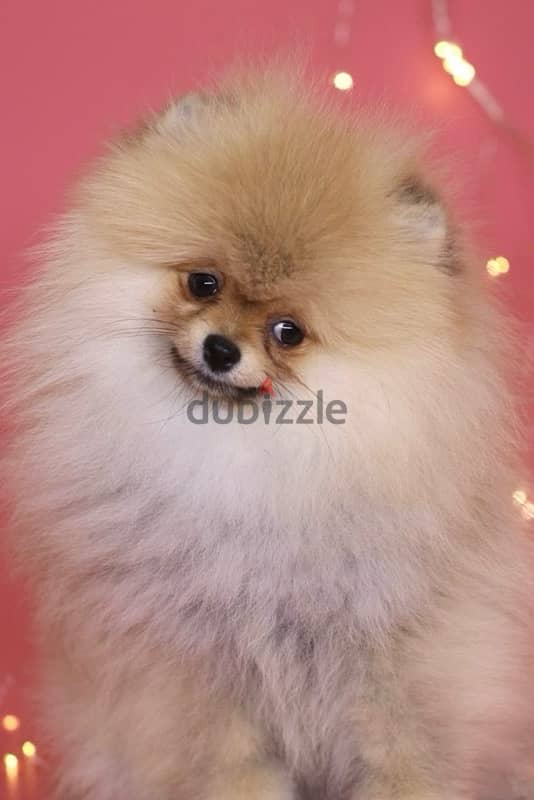 Pomeranian Dog Female For Sale with All Documents 1