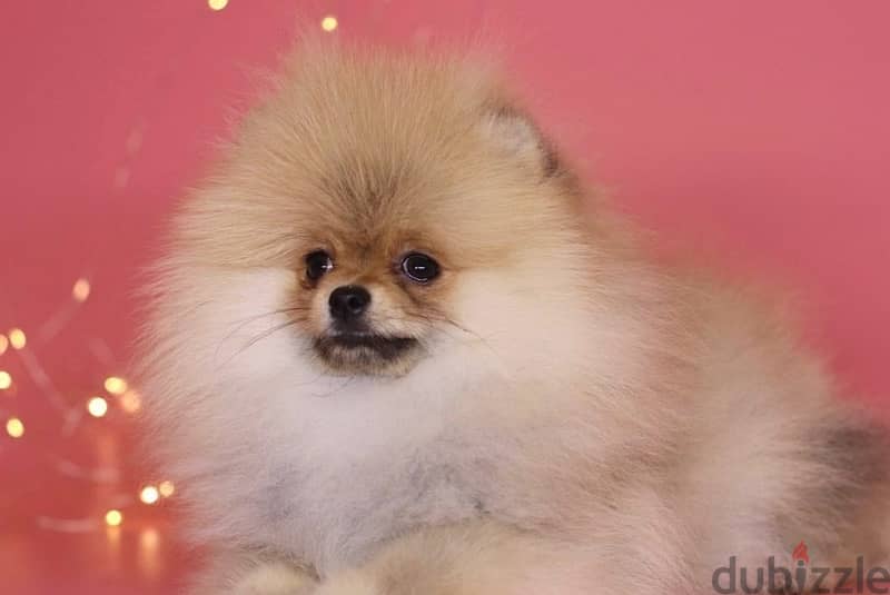 Pomeranian Dog Female For Sale with All Documents 2