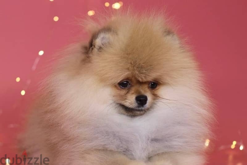 Pomeranian Dog Female For Sale with All Documents 3