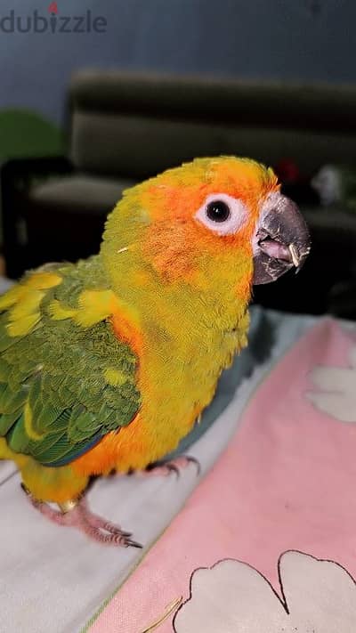 ببغاء/ بغبغان صن كنيور / كونيور متدرب اليف مع الأطفال parrot