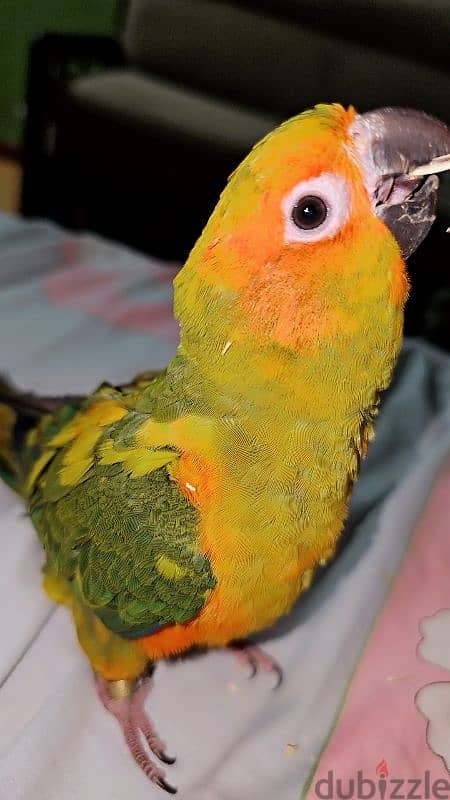 ببغاء/ بغبغان صن كنيور / كونيور متدرب اليف مع الأطفال parrot 2