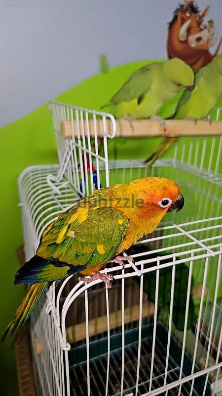 ببغاء/ بغبغان صن كنيور / كونيور متدرب اليف مع الأطفال parrot 6