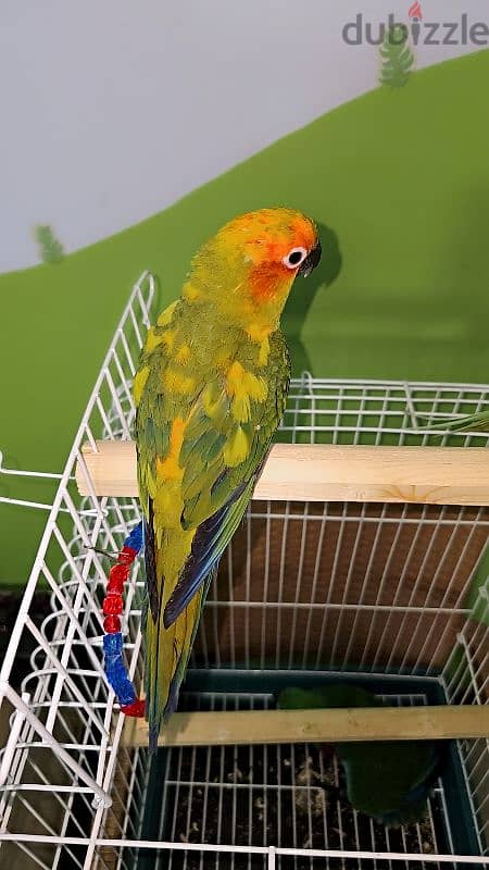 ببغاء/ بغبغان صن كنيور / كونيور متدرب اليف مع الأطفال parrot 17