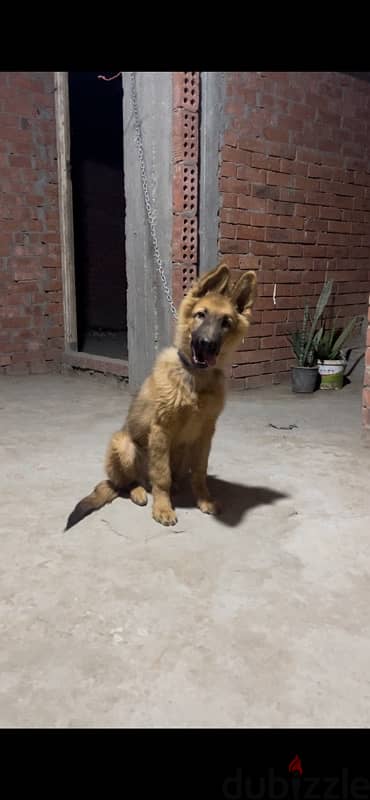 جيرمن شيبرد german shepherd