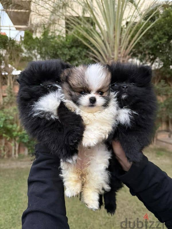 mini pomeranian 0