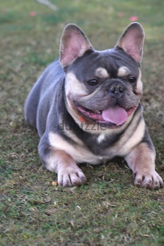 فرنش بودلوج french bulldog male 1