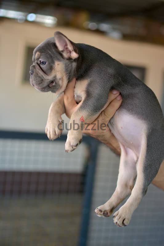 فرنش بودلوج french bulldog male 2