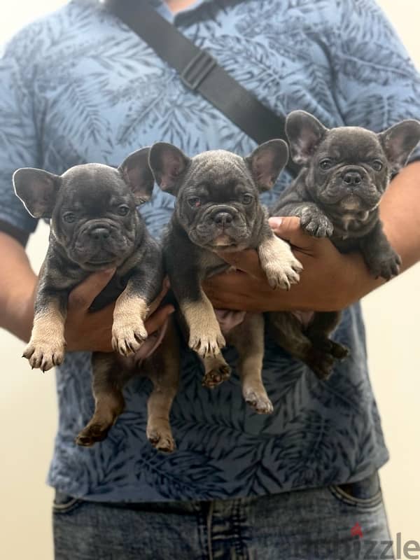 فرنش بودلوج french bulldog male 5