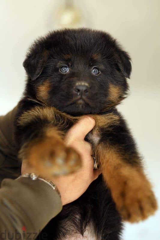 Male German shepherd puppies Female جراوي جيرمن شيبرد ذكر ولد بنت انثي 1