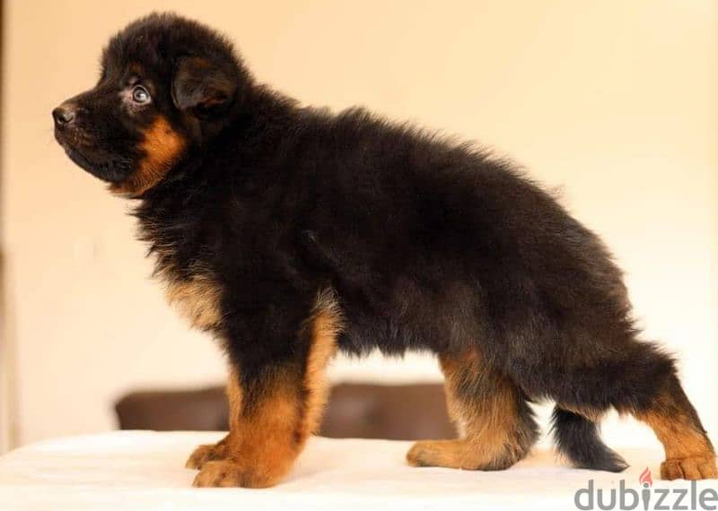 Male German shepherd puppies Female جراوي جيرمن شيبرد ذكر ولد بنت انثي 2