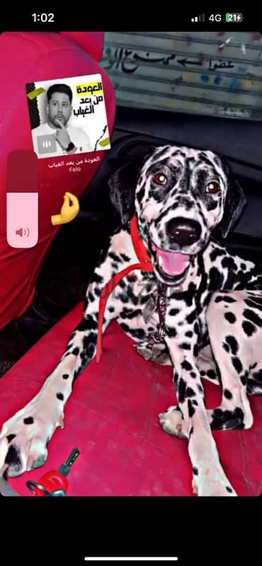 نتاية دلميشن dalmation