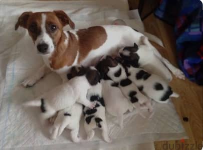 puppies jack Russell