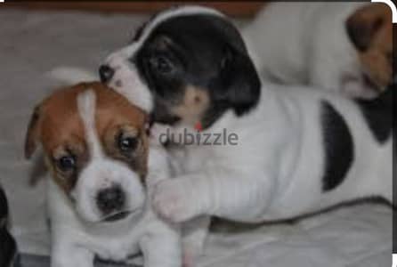 puppies jack Russell