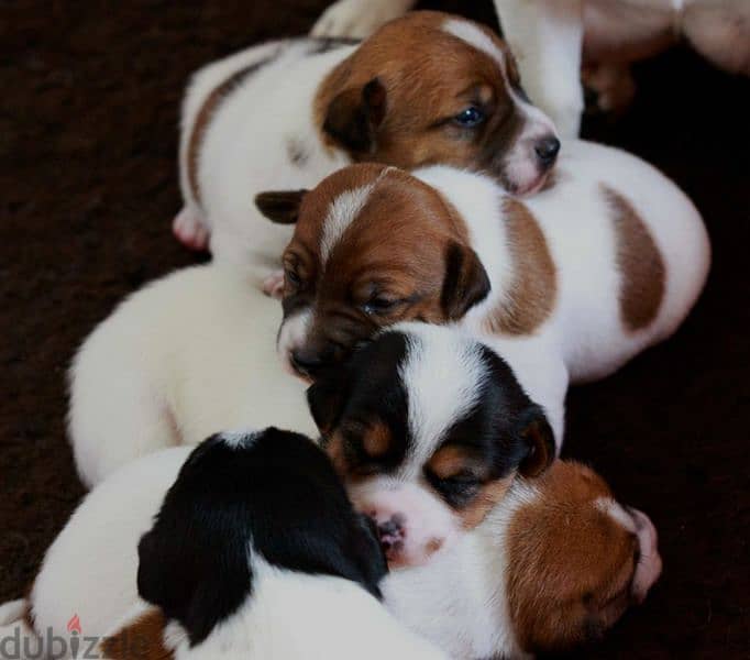 puppies jack Russell 1