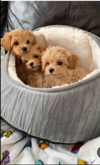 puppy Maltipoo