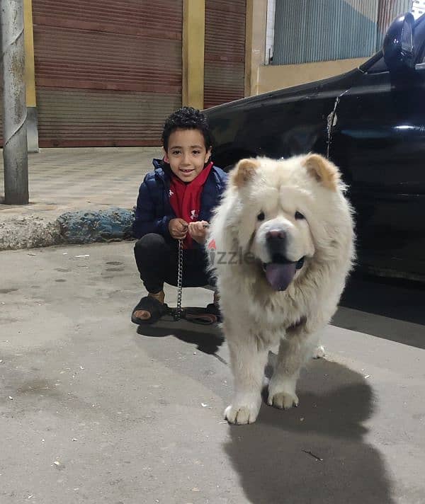 دكر Chow Chow 1