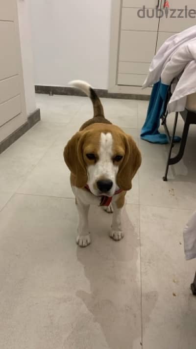 Male beagle For sale