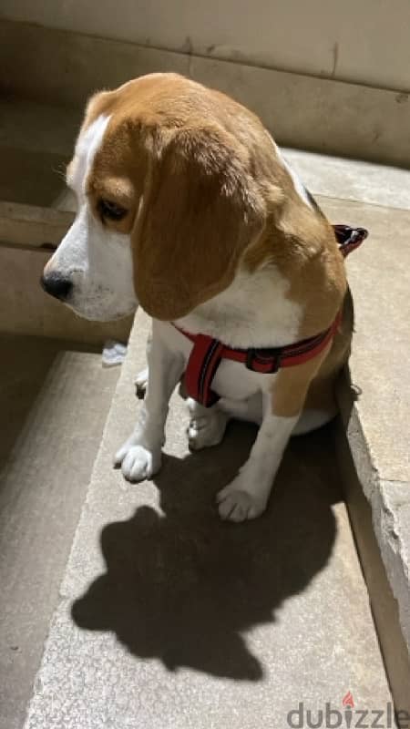 Male beagle For sale 1