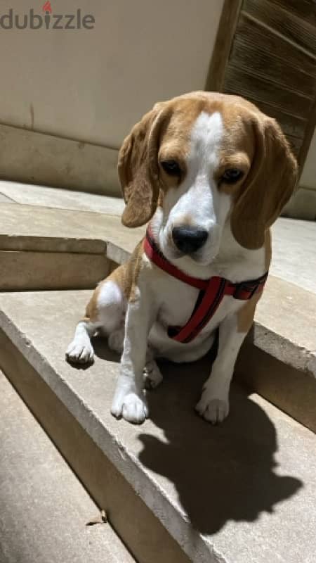 Male beagle For sale 2