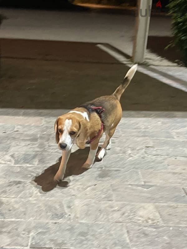 Male beagle For sale 3