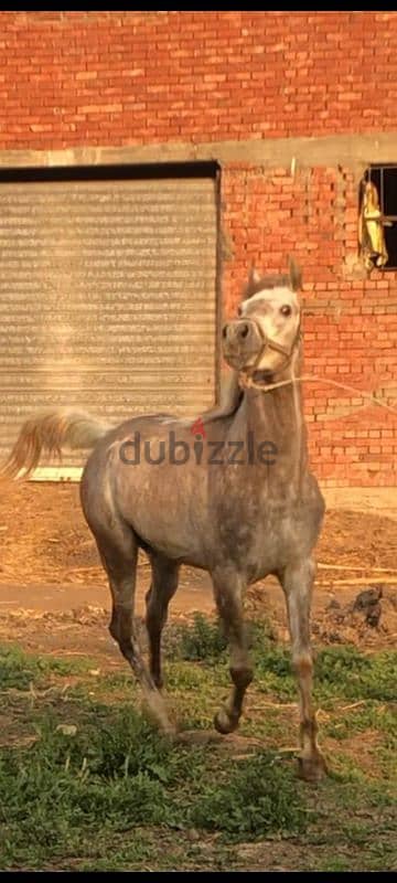 خيل عربي اصيل للبيع 5