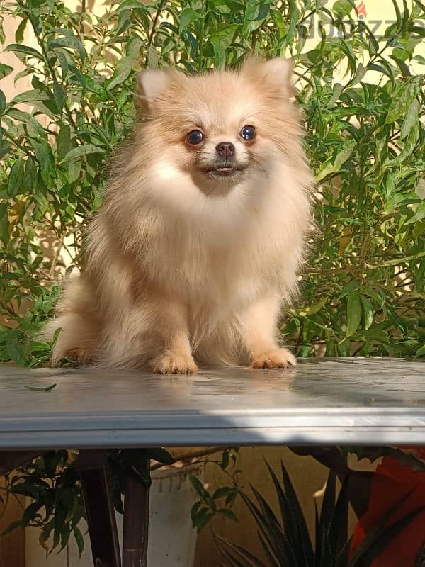 Pomeranian female puppy بوميرانيان بنت 10 شهور كامله التطعيمات 0