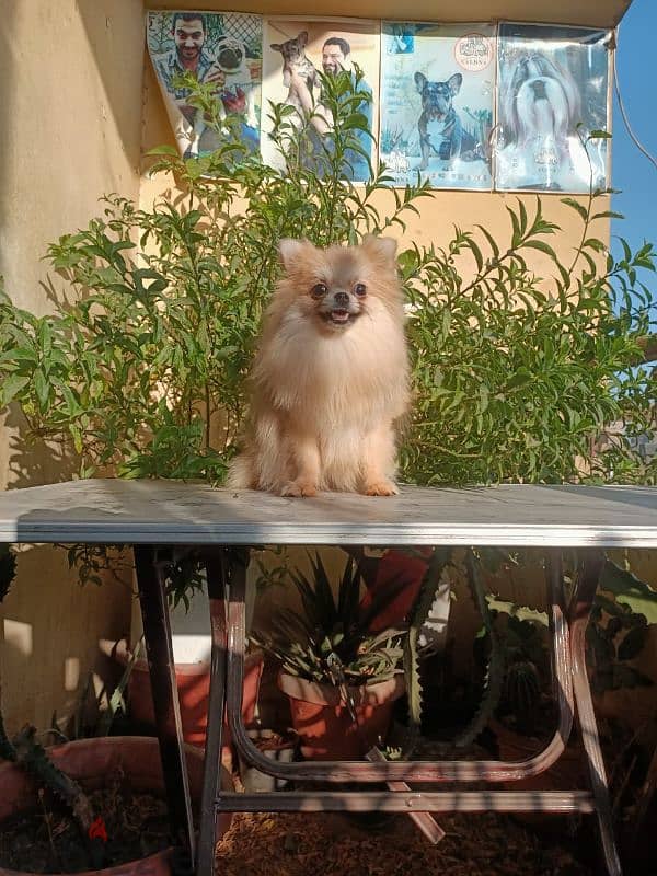 Pomeranian female puppy بوميرانيان بنت 10 شهور كامله التطعيمات 1