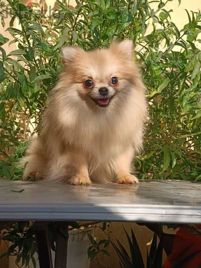 Pomeranian female puppy بوميرانيان بنت 10 شهور كامله التطعيمات