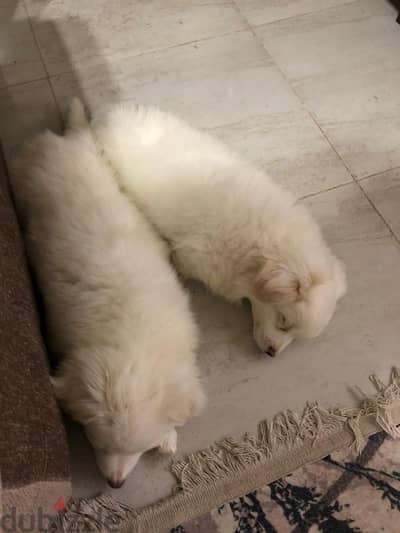 Griffon puppies for sale (2 males)