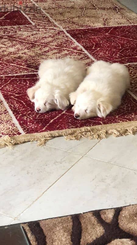 Griffon puppies (2 males) 2