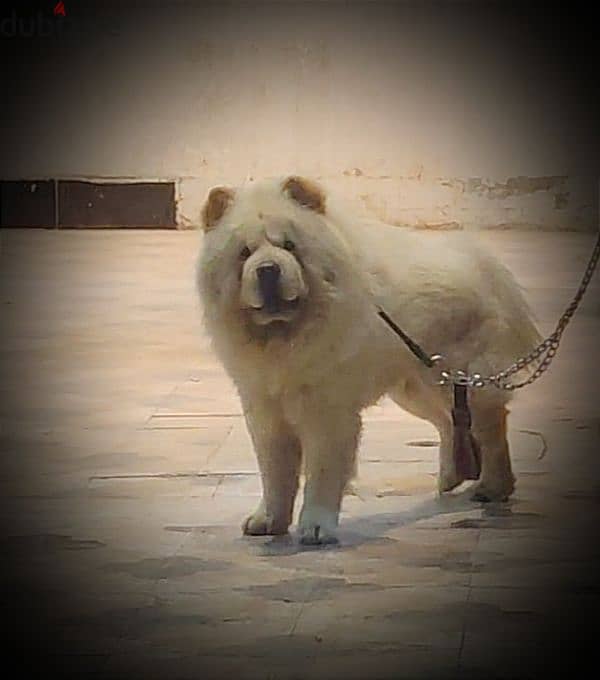 دكر Chow Chow 2