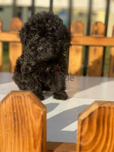 toy poodle توى بودل