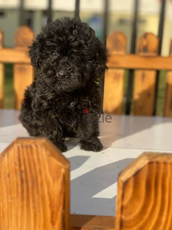 toy poodle توى بودل 0