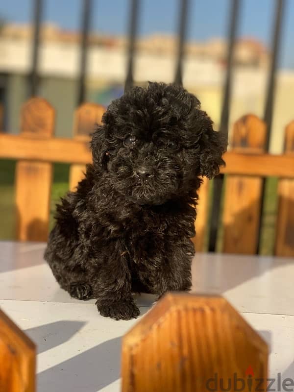 toy poodle توى بودل 4