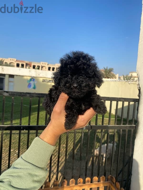 toy poodle توى بودل 6