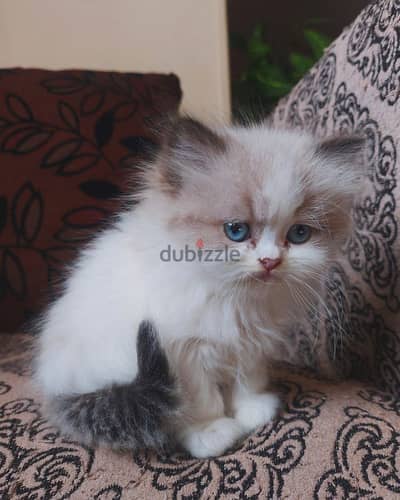 Bicolor Ragdoll kitty راغدول