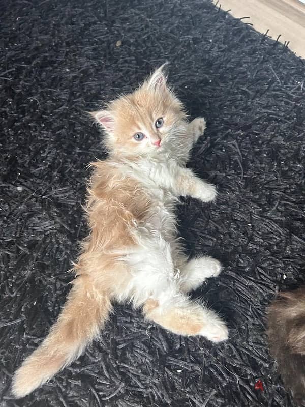 kitten for sale 6